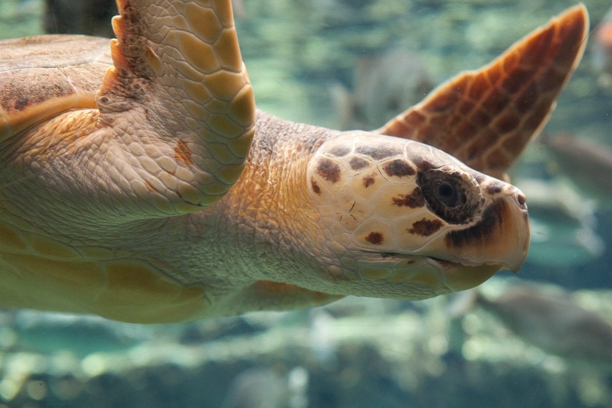 Georgia Aquarium - Gallery Image 6